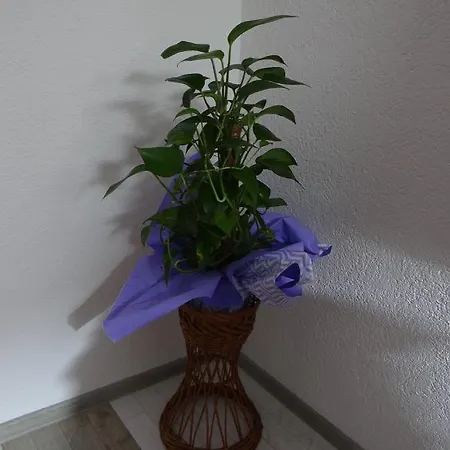 Apartment Archy *